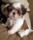 Okovan a oderven tata SHIH TZU k adopci