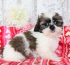 krsn pejsek a fenka zdrav ttka SHIH TZU k adopci