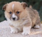 krsn a andlsk tata Pembroke Welsh Corgi na prodej.