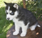 sibisk husky s krsnma modrma oima k adopci.