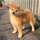 tata shiba inu k adopci