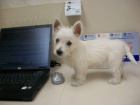 okovan a oderven mini ttka West Highland White Terriers k adopci