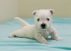 okovan a oderven mini ttka West Highland White Terriers k adopci