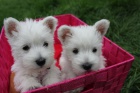 okovan a oderven mini ttka West Highland White Terriers k adopci