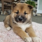 zdrav a okovan tata SHIBA INU k adopci