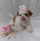 Hrav Shih Tzu tata.