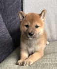 Prodm roztomil ttka shiba inu