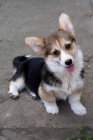 Velsk Corgi Pembroke