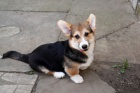 Velsk Corgi Pembroke