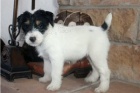 tata Jack Russell terira.