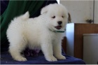 Snhurka Samoyed tata.