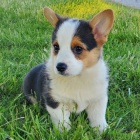 krsn okovan ttka Pembroke Welsh Corgi k adopci