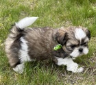 rozkon, okovan a oderven ttka SHIH TZU k adopci