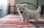 tata West Highland White Terriers k adopci