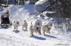 Samojed ttka s PP