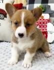 okovan a oderven tata Pembroke Welsh Corgi k adopci