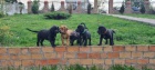 Africk boerboel