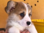 Welsh Corgi tata