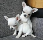 Rozkon tata Chihuahua.