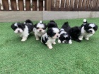 Doma vycvien tata Shih Tzu