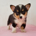 Prodm tata Pembroke Welsh Corgi.