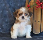 Ndhern Shih Tzu tata.