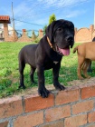 Africk boerboel