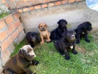 Africk boerboel