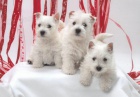 tata West Highland White Terrier.