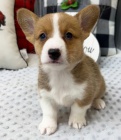 Prodm krsn tata Pembroke Welsh Corgi.