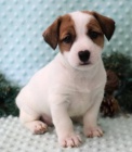 Prodm zdrav tata jack russell terira.