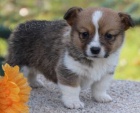 Prodm tata Pembroke Welsh Corgi.