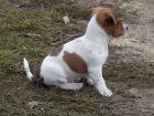 tata Jack Russell Terrier zoufale tou po novch rodich