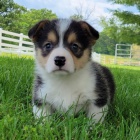 Prodm tata Pembroke Welsh Corgi.