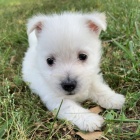 Prodm okovan tata West Highland White Terriers