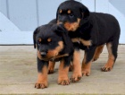 tata rottweiler.