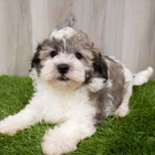 Havanese tata k dispozici k adopci.