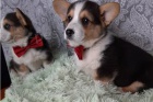 Pembroke Welsh Corgi tata.