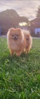 Pomeranian tata