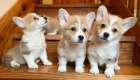 Pembroke Welsh Corgi tata.