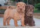 Prodm krsn okovan tata nskch SHAR-PEI.