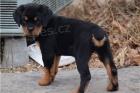 Krsn tata rottweiler.