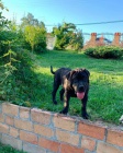 Africk boerboel tata