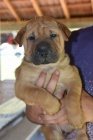 Shar Pei tata