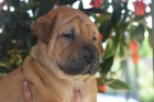 Shar Pei tata