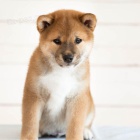 Prodm okovan a oderven tata shiba inu