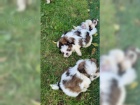 tata Shih Tzu