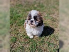 tata Shih Tzu