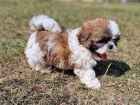 tata Shih Tzu