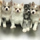 Krsn tata Pomskies na prodej (kenec sibisk husky a pomeranian)